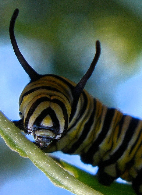 The face of a caterpillar.jpg