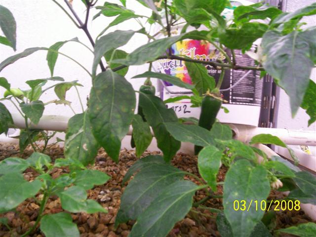 100_0432 (Small).jpg