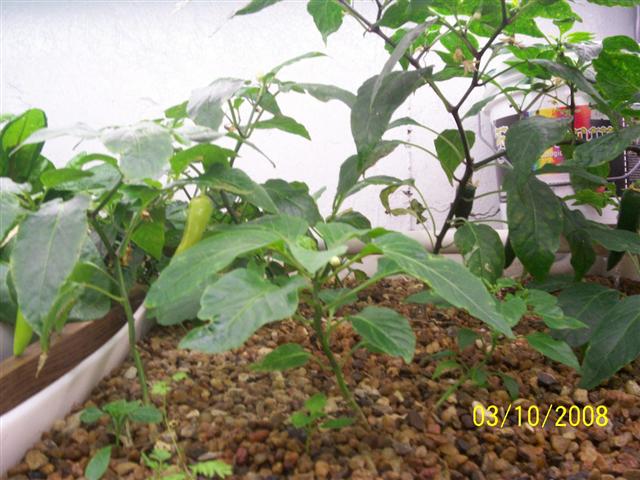 100_0431 (Small).jpg