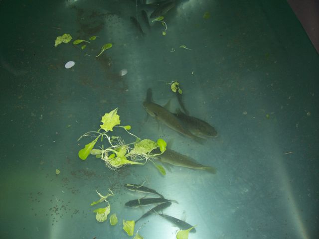 Bluegills Galore 006 [640x480].JPG