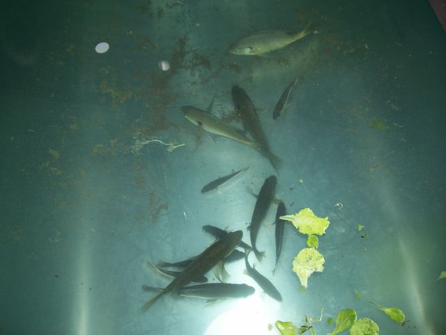 Bluegills Galore 001 [640x480].JPG
