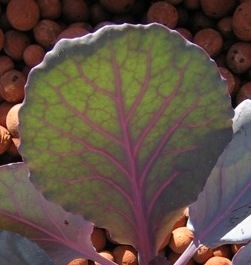 Red Cabbage Leaf.jpg