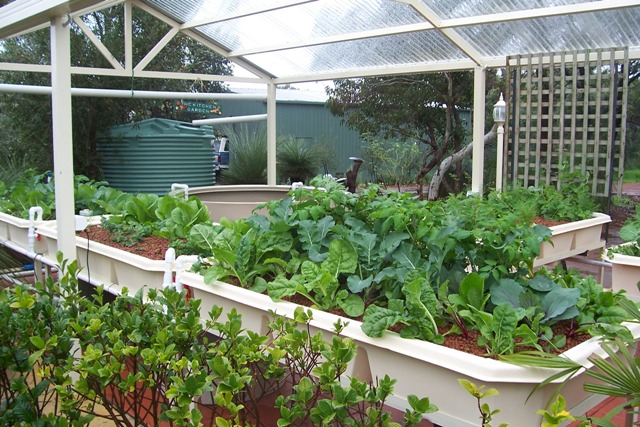 aquaponcis 2.8.07 001.jpg