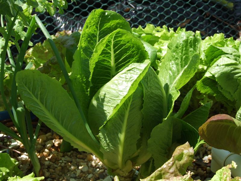 hedding romaine (Medium).JPG