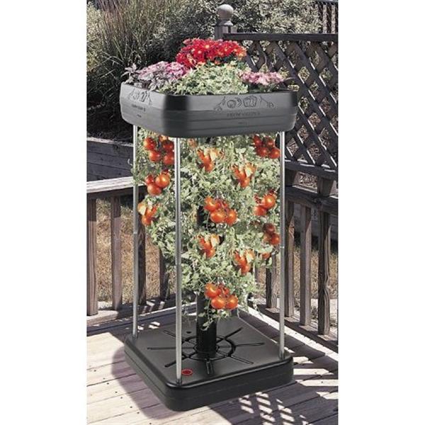 upsidedown-tomato-garden (Medium).jpg