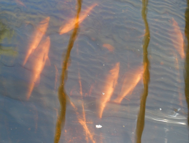 Separating the Silver Perch from the Barramundi.jpg