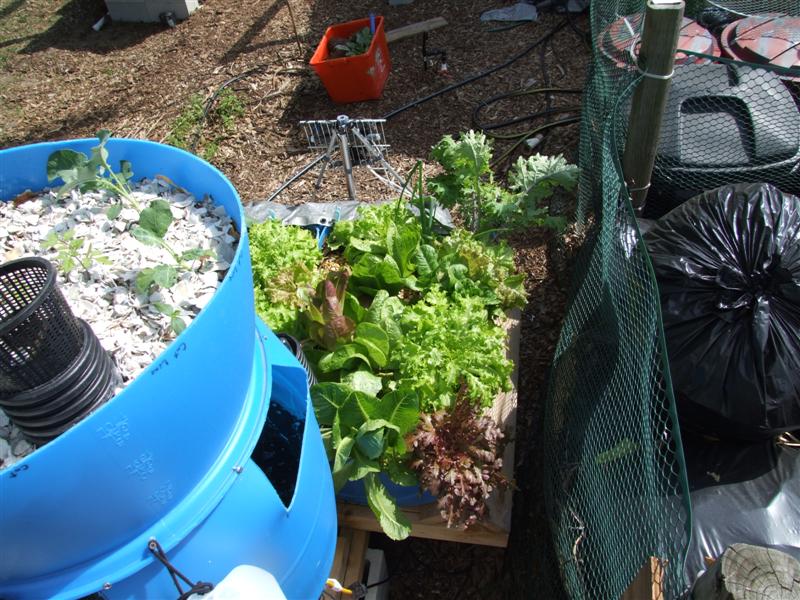 lettuce march 19 (Medium).JPG