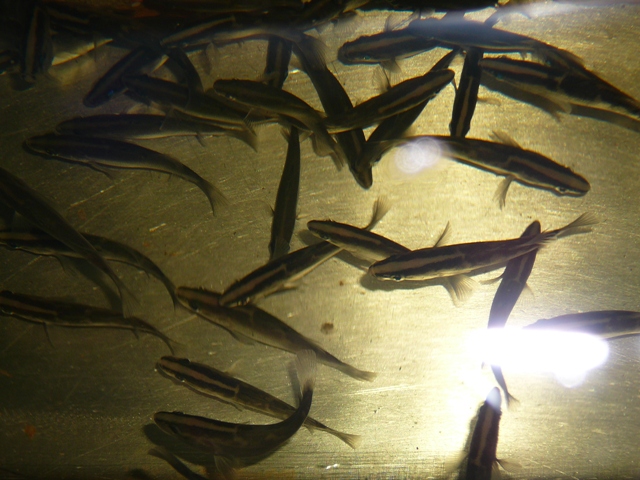 barra photos 002.jpg