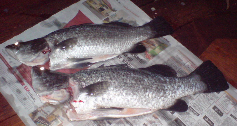 last of the barra (6) cropped.jpg