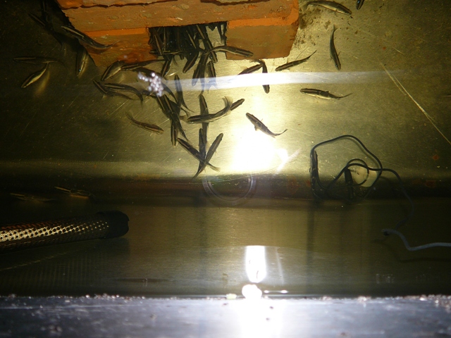 barra photos 001.jpg