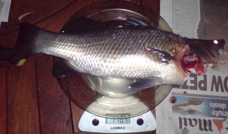 last of the barra (4) cropped weight.jpg