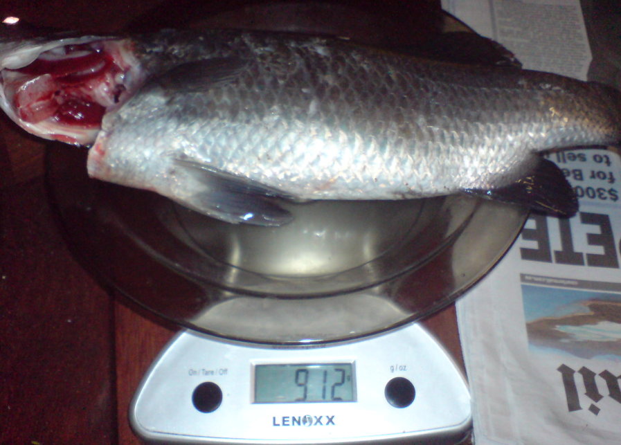 last of the barra (1) weight cropped.jpg