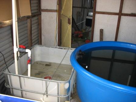 inside 1000L fish tank and 400L sump.JPG
