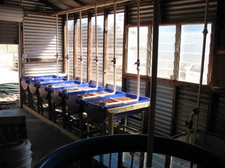 growbeds in full light.JPG