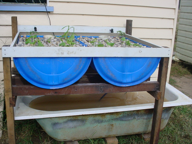 Aquapaonic system Day 1 21 March 2008.JPG
