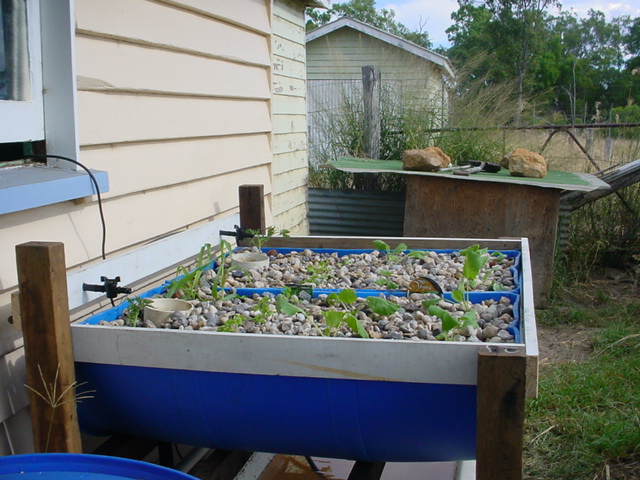 Aquaponic System Day 1 21 Mar 08.JPG