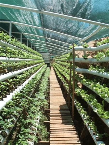 Barra-blue-grow (Medium).jpg