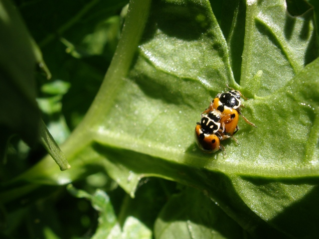 mating ladybirds resized.jpg
