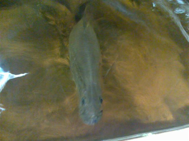 9kg Barra (Small).jpg