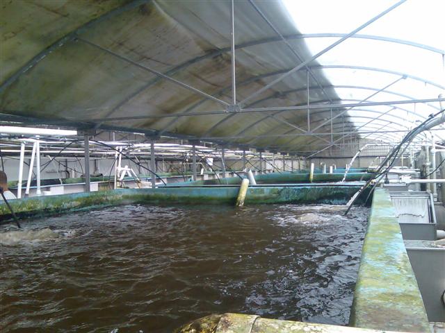 Tanks inside (Small).jpg