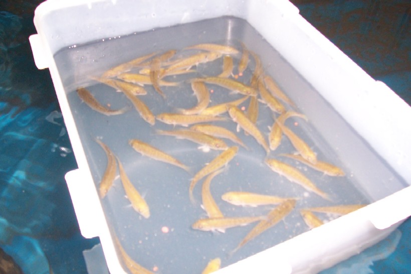 Gnash next system 015.jpg