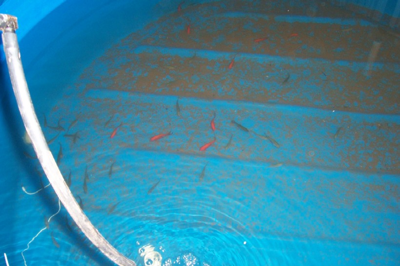 Gnash next system 016.jpg