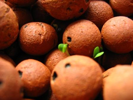 close up of basil in hydroton.JPG