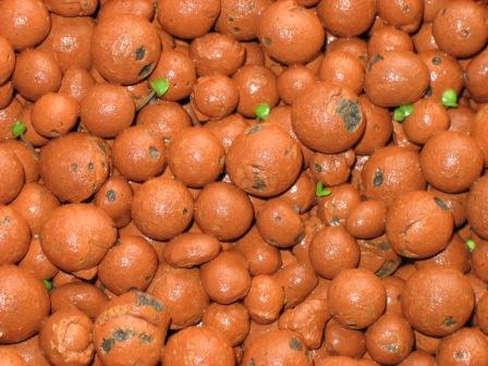 basil from seed 6days.JPG