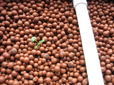 coriander from garden day 1.JPG