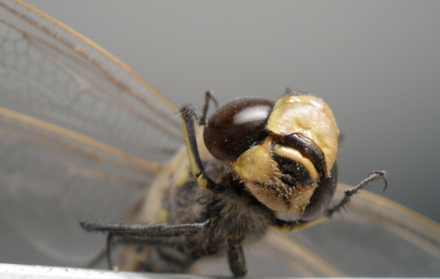 Aviator dragonfly.jpg