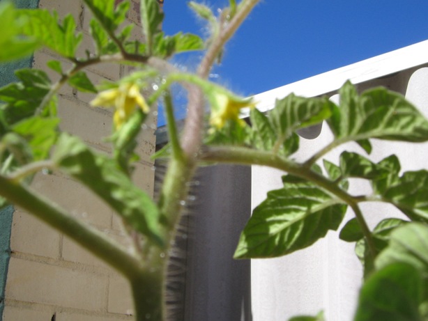 Tomato flowers.jpg