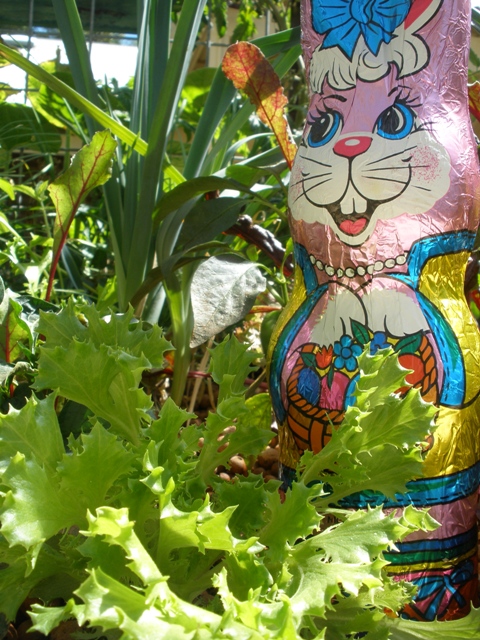 Hey you Bunnies, look what I found over here..jpg