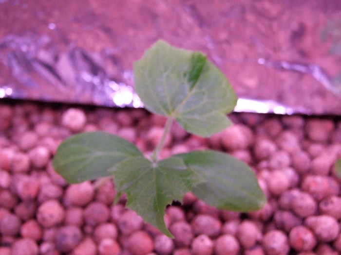 cucumber new small.jpg