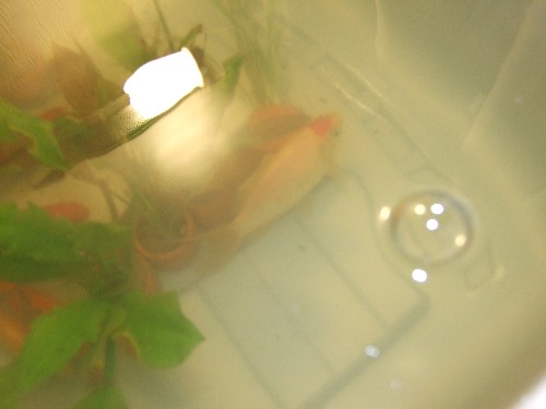 a slender redhead.jpg