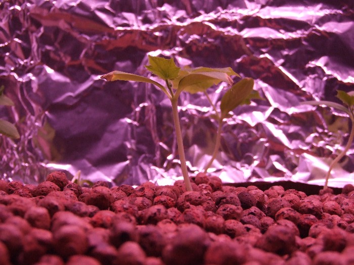 planet of the cucumer small.jpg