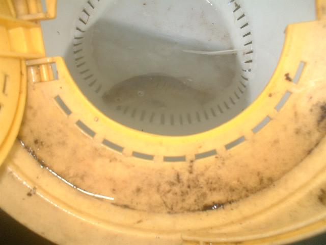 cranky Pav inna bucket.jpg