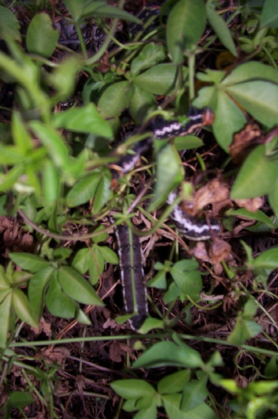 Gnash next system 026.jpg