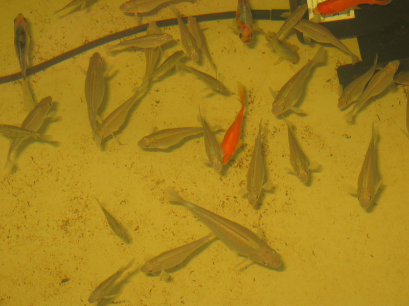 Fishies290308.jpg