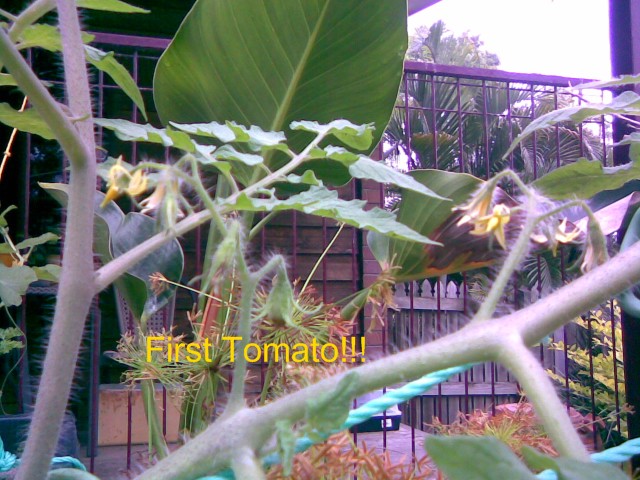 FirstTomato.jpg
