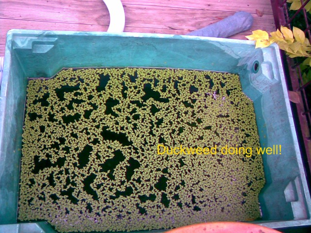 Duckweed.jpg