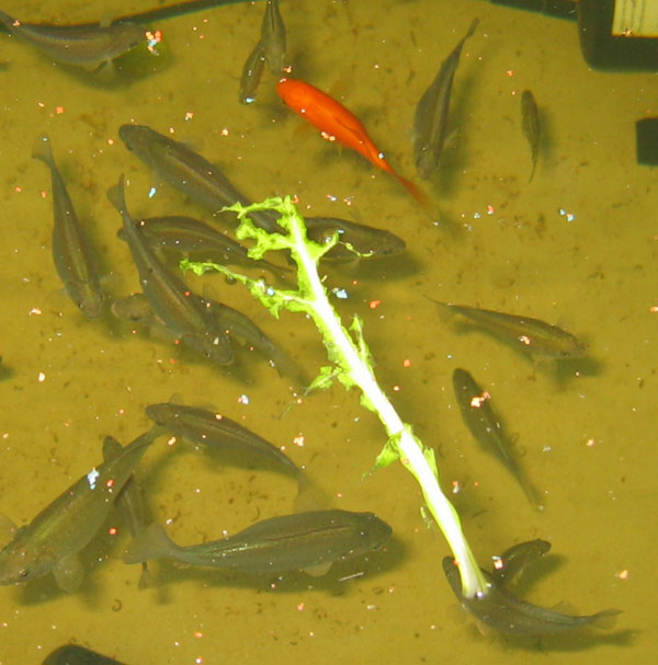 Silverbeet tucker.jpg