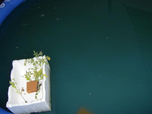 PIC_1149 (Small).JPG