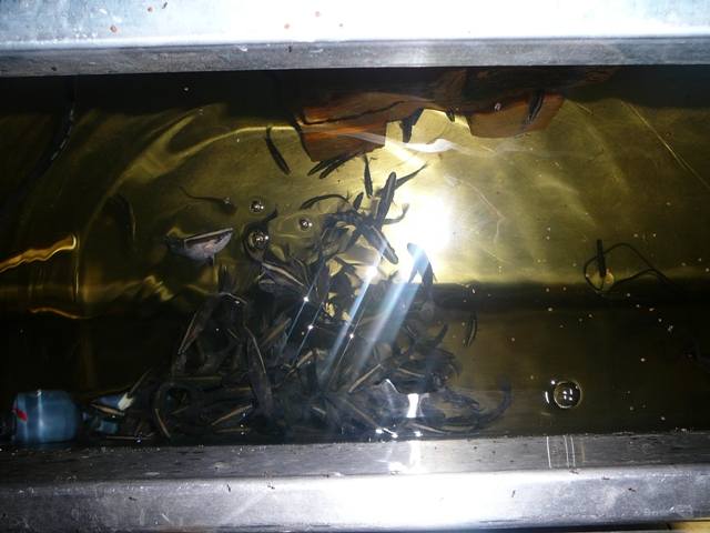 barra photos 006.jpg