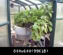 small greenhouse