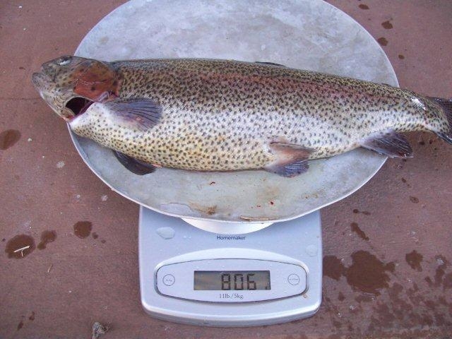 more trout 2.11.11