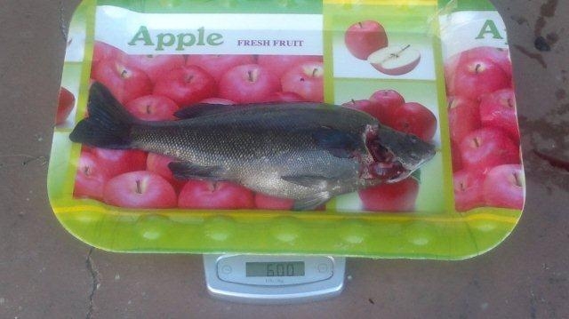 silver perch 26.3.12