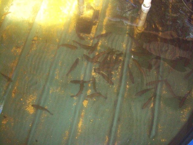 baby trouts 26.04.12