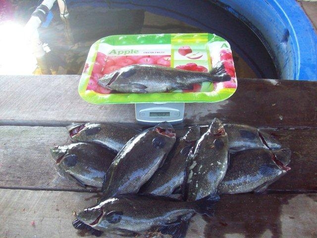 silver perch 26.04.12 982gm