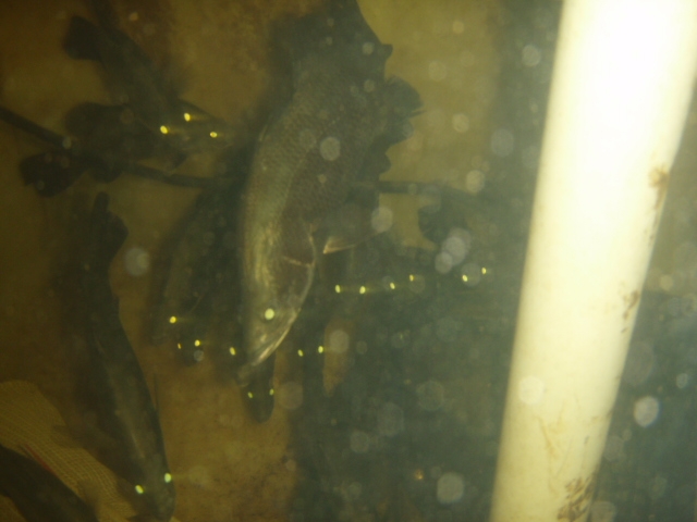 South Hedlands basic set up