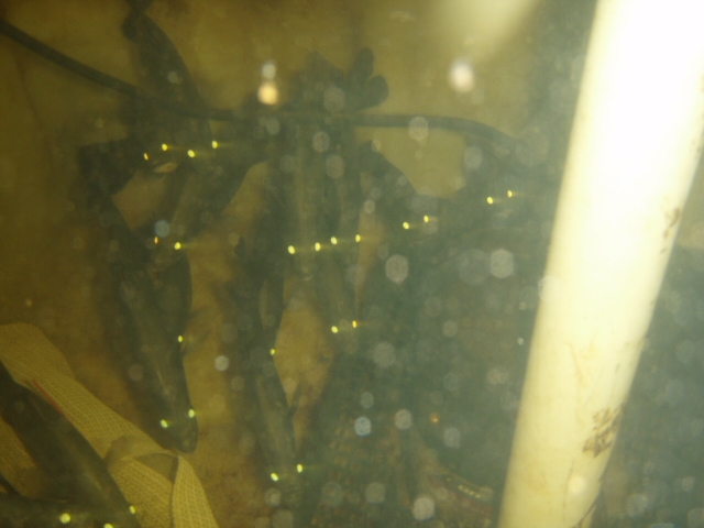 South Hedlands basic set up